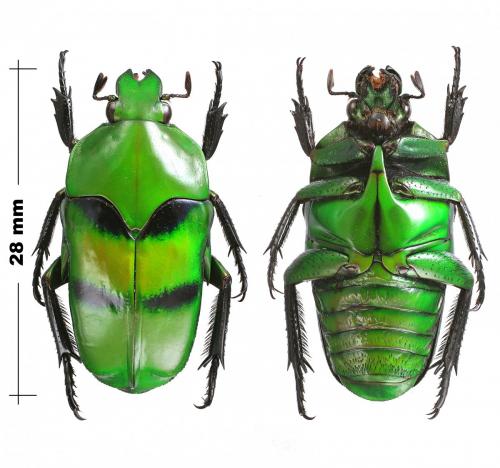 Réf. 253 157 : Ischiopsopha dives